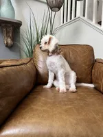 Fiona , a female Cavapoo for sale in Carlsbad, CA – 7 of 10