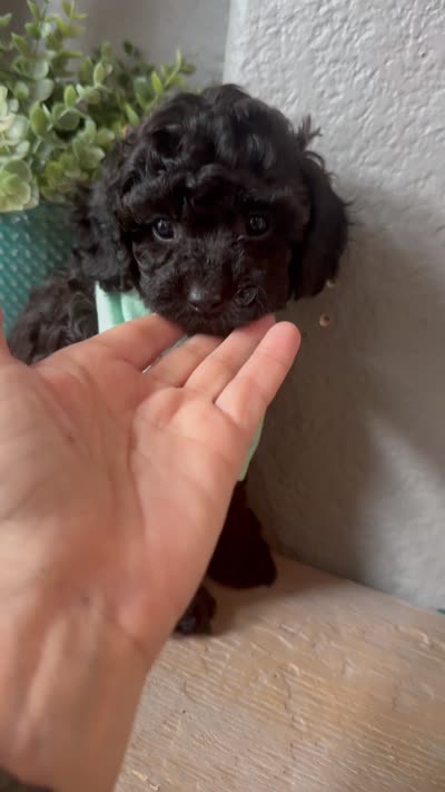 Rare black Toy Cavapoo boy 3, a male Cavapoo for sale in Carlsbad, CA – 9 of 10