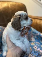 Minnie, a female Cavapoo for sale in Carlsbad, CA – 9 of 10