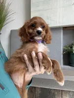 Gemma , a female Cavapoo for sale in Carlsbad, CA – 1 of 10