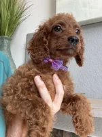 Ruby, a female Cavapoo for sale in Carlsbad, CA – 3 of 10