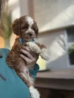 Tucker, a male Cavapoo for sale in Carlsbad, CA – 8 of 10