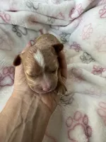 Light red Cavapoo girl with White 2, a female Cavapoo for sale in Carlsbad, CA – 3 of 10