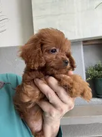 Bacon, a male Cavapoo for sale in Carlsbad, CA – 10 of 10