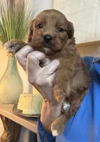 Buck, a male Cavapoo for sale in Carlsbad, CA – 6 of 10