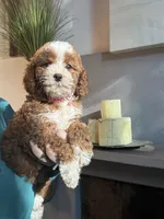 Pumpkin , a female Cavapoo for sale in Carlsbad, CA – 7 of 10
