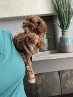 Fanny, a female Cavapoo for sale in Carlsbad, CA – 3 of 10