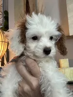 Sweet Pea teeny tiny toy F1 Cavapoo Girl , a female Cavapoo for sale in Carlsbad, CA – 2 of 10