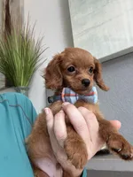 Tiny Tim, a male Cavapoo for sale in Carlsbad, CA – 3 of 10