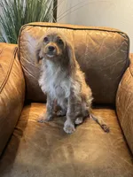 F1 Cavapoo girl Blondie, a female Cavapoo for sale in Carlsbad, CA – 10 of 10