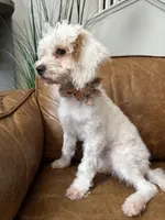 Fiona , a female Cavapoo for sale in Carlsbad, CA – 9 of 10