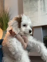 Sweet Pea teeny tiny toy F1 Cavapoo Girl , a female Cavapoo for sale in Carlsbad, CA – 9 of 10