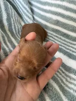 Red Cavapoo boy 1, a male Cavapoo for sale in Carlsbad, CA – 8 of 10