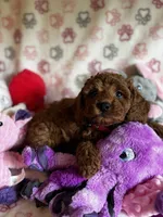 processed/29beb4aa-cca6-4519-8267-2933a8e4807d/listing/09052c77-f324-40f6-bc86-1301dc50fce3/de03f294-7dc5-4c7b-a29f-0b09fba92dd0