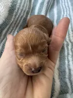 Red Cavapoo boy 2 with a little white , a male Cavapoo for sale in Carlsbad, CA – 7 of 10