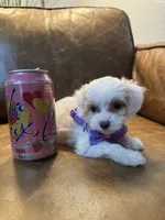 Tiny Toy Cavapoo Girl S’more’s , a female Cavapoo for sale in Carlsbad, CA – 3 of 10