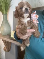 Light red Cavapoo girl with White 2, a female Cavapoo for sale in Carlsbad, CA – 4 of 10