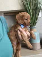 Toby- teeny tiny toy Cavapoo , a male Cavapoo for sale in Carlsbad, CA – 7 of 10