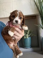 Maggie, a female Cavapoo for sale in Carlsbad, CA – 5 of 10