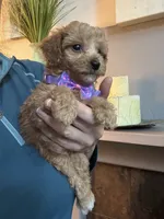 Tiny Toy Cavapoo girl Pumpkin , a female Cavapoo for sale in Carlsbad, CA – 4 of 10