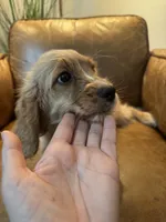 F1 Cavapoo Boy Tucker, a male Cavapoo for sale in Carlsbad, CA – 5 of 10
