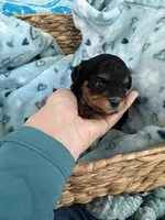 Toy Cavapoo boy 2, a male Cavapoo for sale in Carlsbad, CA – 9 of 9