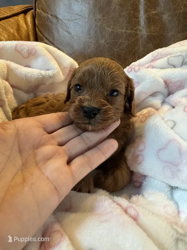 Red Cavapoo girl 1  – Cavapoo puppy for sale in Carlsbad, CA