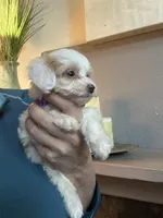 Tiny Toy Cavapoo Girl S’more’s , a female Cavapoo for sale in Carlsbad, CA – 6 of 10