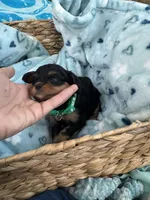 Toy Cavapoo boy 2, a male Cavapoo for sale in Carlsbad, CA – 6 of 9