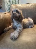 F1 Cavapoo boy Tomas, a male Cavapoo for sale in Carlsbad, CA – 6 of 10