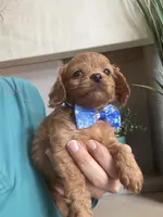 Toby- teeny tiny toy Cavapoo , a male Cavapoo for sale in Carlsbad, CA – 4 of 10