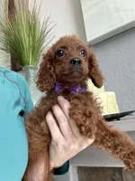 Ruby, a female Cavapoo for sale in Carlsbad, CA – 10 of 10