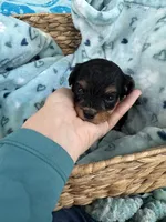 Toy Cavapoo boy 2, a male Cavapoo for sale in Carlsbad, CA – 8 of 9