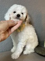 Maggie, a female Cavapoo and Poodle - Miniature  for sale in Carlsbad, CA – 2 of 10