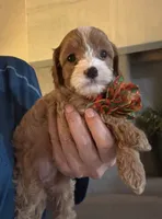 Penny Toy Cavapoo girl , a female Cavapoo for sale in Carlsbad, CA – 2 of 7