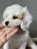 Fiona, a female Cavapoo and Poodle - Miniature  for sale in Carlsbad, CA – 6 of 10