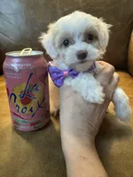 Tiny Toy Cavapoo Girl S’more’s , a female Cavapoo for sale in Carlsbad, CA – 4 of 10