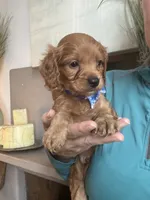Toby red Cavapoo boy , a male Cavapoo for sale in Carlsbad, CA – 4 of 10