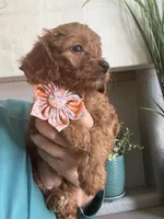 Ginger- red toy Cavapoo , a female Cavapoo for sale in Carlsbad, CA – 9 of 10