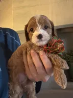 Penny Toy Cavapoo girl , a female Cavapoo for sale in Carlsbad, CA – 4 of 7