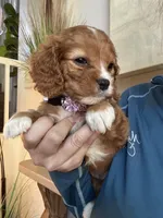 Lucy, a female Cavapoo for sale in Carlsbad, CA – 10 of 10