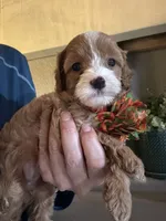 Penny Toy Cavapoo girl , a female Cavapoo for sale in Carlsbad, CA – 7 of 7
