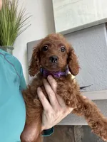 Ruby, a female Cavapoo for sale in Carlsbad, CA – 8 of 10
