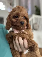 Ginger- red toy Cavapoo , a female Cavapoo for sale in Carlsbad, CA – 2 of 10