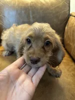 F1 Cavapoo girl Blondie, a female Cavapoo for sale in Carlsbad, CA – 8 of 10