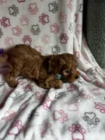 processed/29beb4aa-cca6-4519-8267-2933a8e4807d/listing/14a9e0fe-8648-43f4-8b29-2e222cc5c07d/5c913b28-edaf-4c84-a88e-5108d68f0cd1