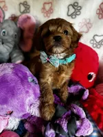 processed/29beb4aa-cca6-4519-8267-2933a8e4807d/listing/14a9e0fe-8648-43f4-8b29-2e222cc5c07d/5db54a91-977e-4b59-a24e-ded5aeed939a