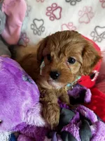 processed/29beb4aa-cca6-4519-8267-2933a8e4807d/listing/14a9e0fe-8648-43f4-8b29-2e222cc5c07d/b246c953-be74-4feb-ac35-79a5fcee14db