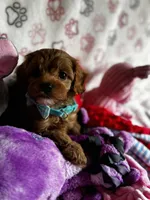 processed/29beb4aa-cca6-4519-8267-2933a8e4807d/listing/14a9e0fe-8648-43f4-8b29-2e222cc5c07d/bec2c39d-03ff-4f20-854b-6d67a64c1273