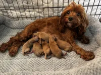 processed/29beb4aa-cca6-4519-8267-2933a8e4807d/listing/14a9e0fe-8648-43f4-8b29-2e222cc5c07d/c1fd5ea5-1107-4cef-8ef1-9c3cba35b9fe